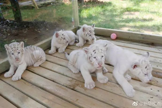 1526879813840583.jpg 微信圖片_20180521130802.jpg